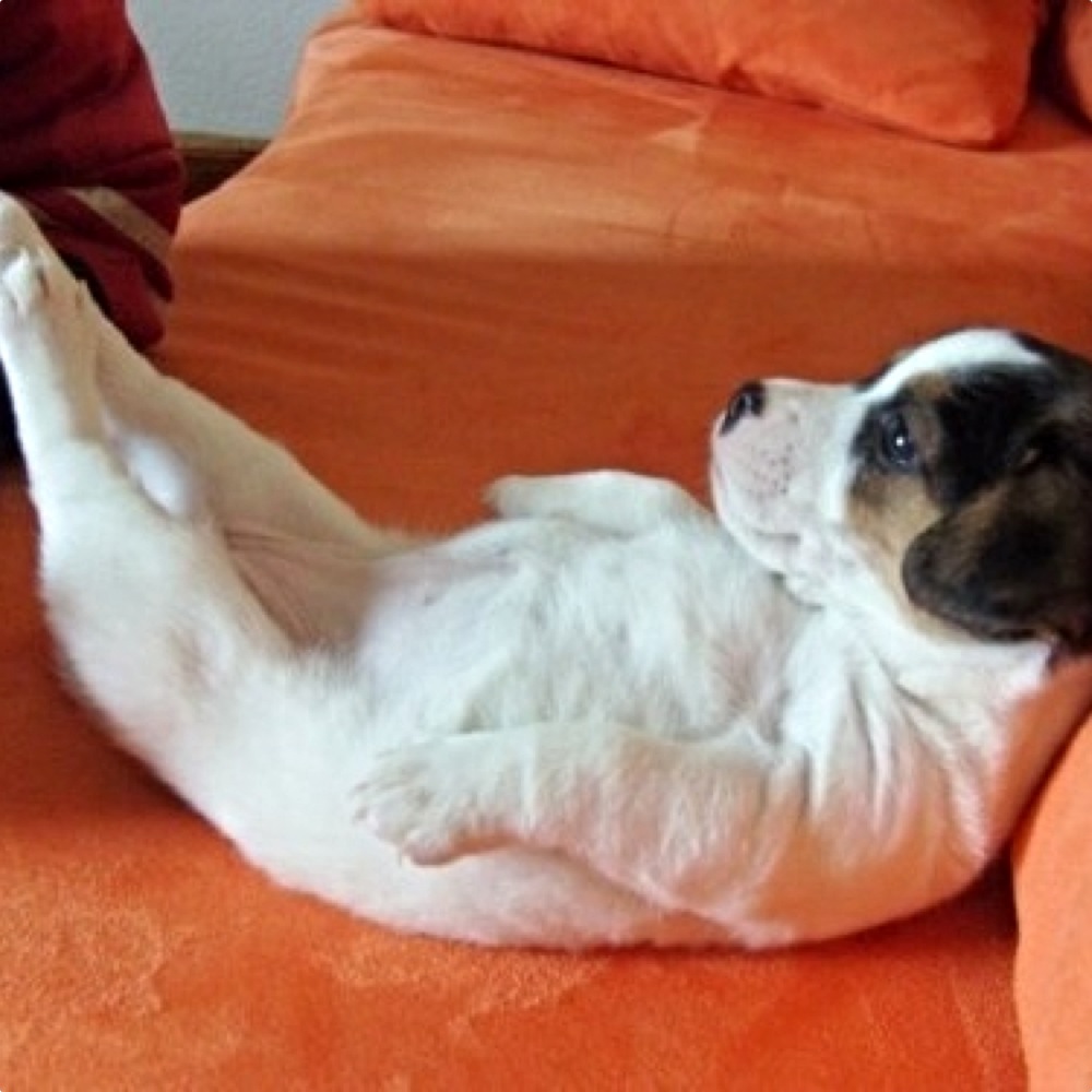 Puppy lounging on its back